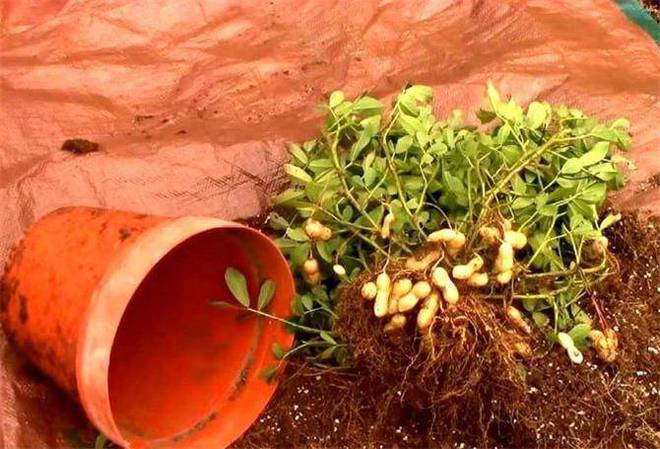 多米体育入口如何种植花生？教大家一种科学种花生方法让你轻松掌握种植技巧(图1)
