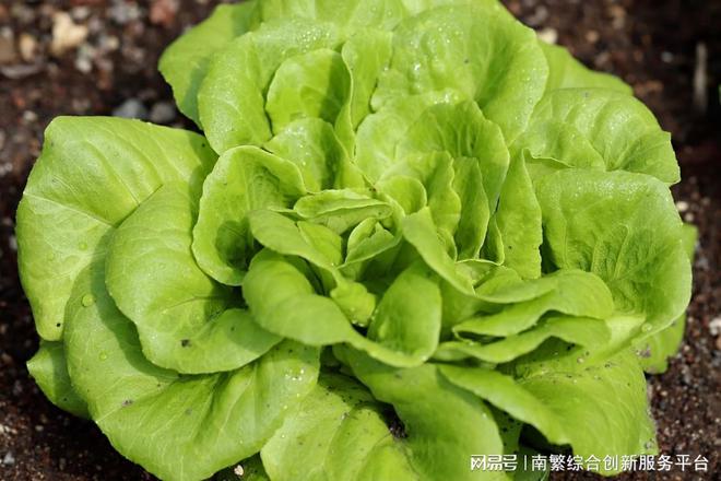 多米体育APP生菜怎么种？生菜种植的时间和方法是什么？(图1)