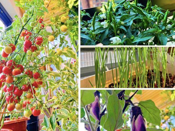 宅家种菜指南丨手把手教你在家种菜实现“蔬菜自由”(图1)