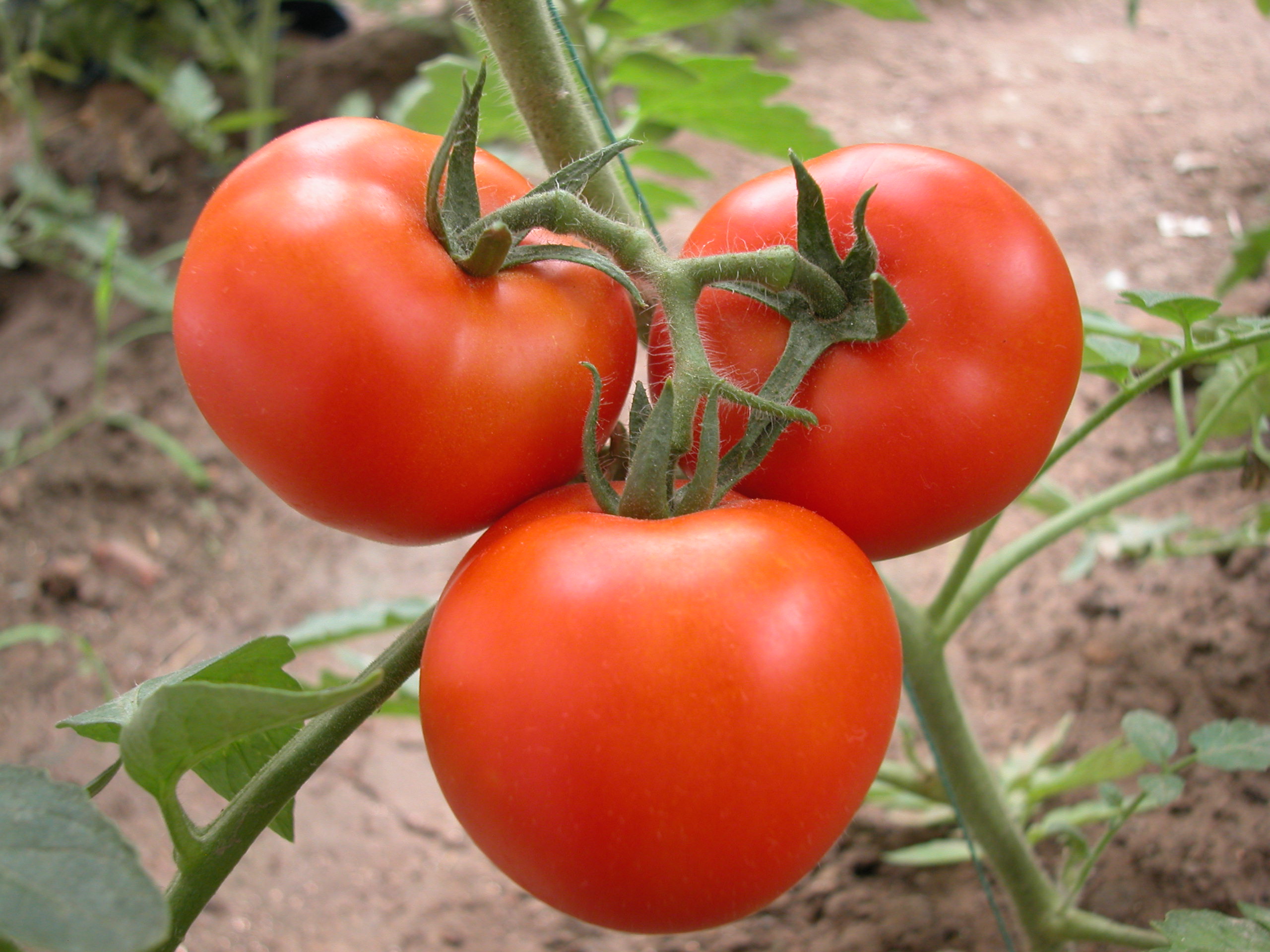 什么是蔬菜哪些蔬菜是碱性食物