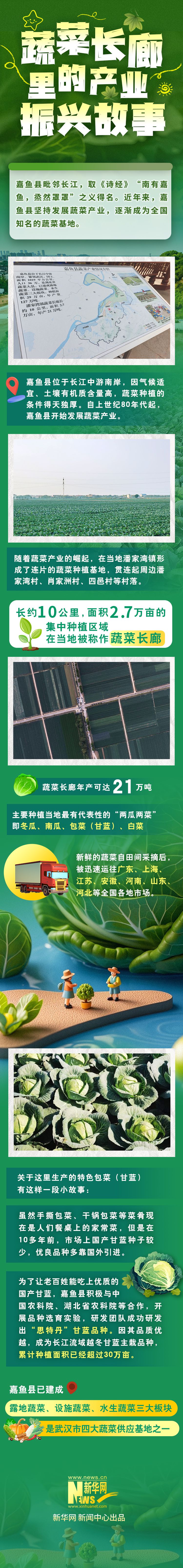 蔬菜长廊里的产业多米体育官网振兴故事(图1)