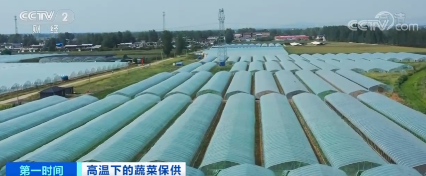 蔬菜种植基地战高温 保“菜篮子”供应(图1)