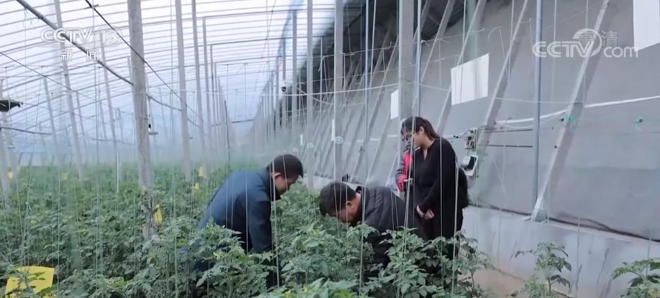 各主产区加强技术指导 保障冬春蔬菜供应(图1)