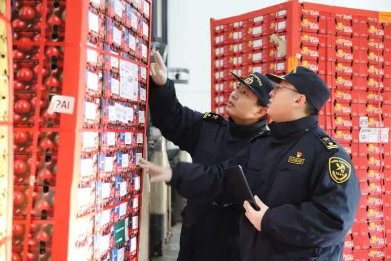 洋水果大批量跨境“春运” 天津海关优“鲜”通关(图2)
