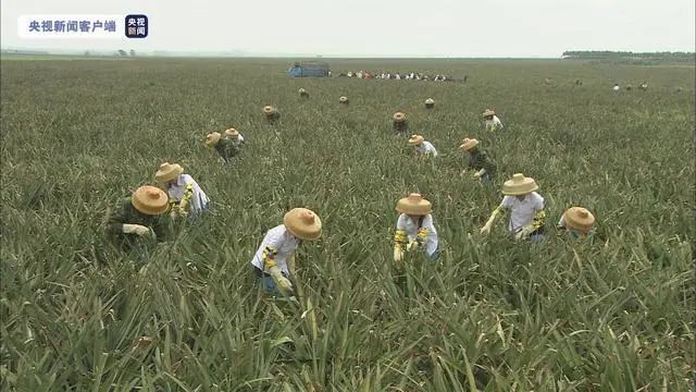 这个省号称“水果王国”却无“水果”为什么？(图5)