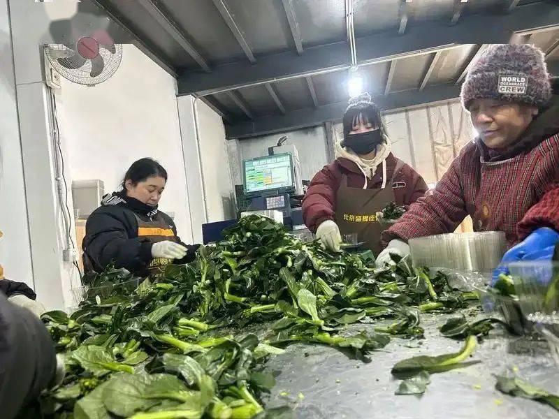春菜价格降幅超50%圆白菜价格触底蔬菜产地持续北移(图1)