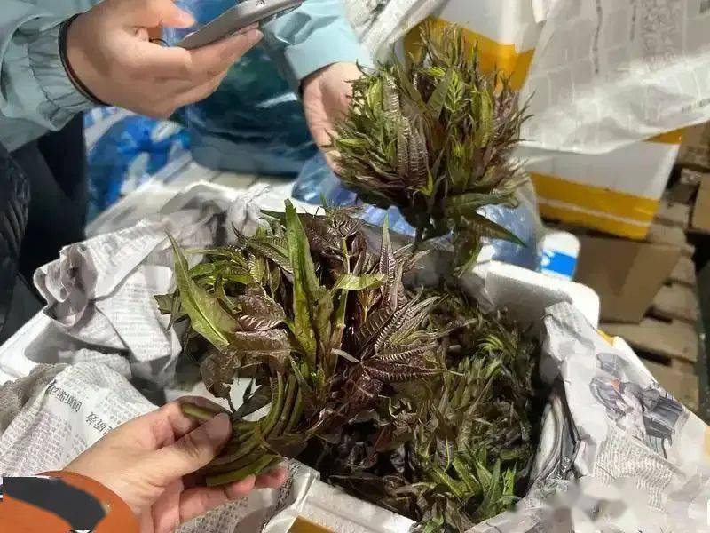 春菜价格降幅超50%圆白菜价格触底蔬菜产地持续北移(图2)