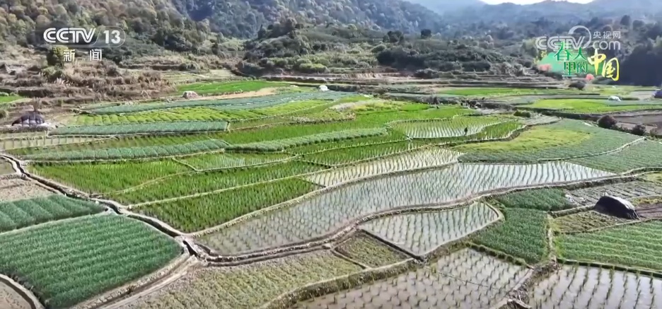 特色产业“多点开花” “小蔬菜”变身乡村振兴“致富菜”(图7)