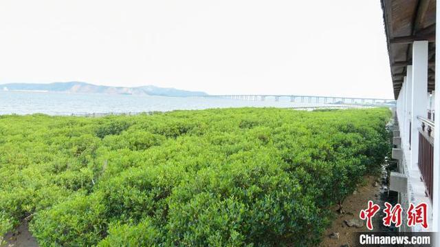 父女接力种植红树林为海岸线筑起“绿色长城”(图2)