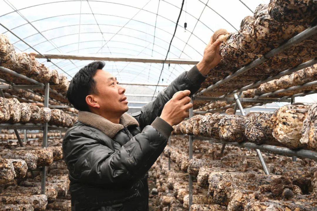多米体育网址小香菇撑起致富好“钱景”(图4)