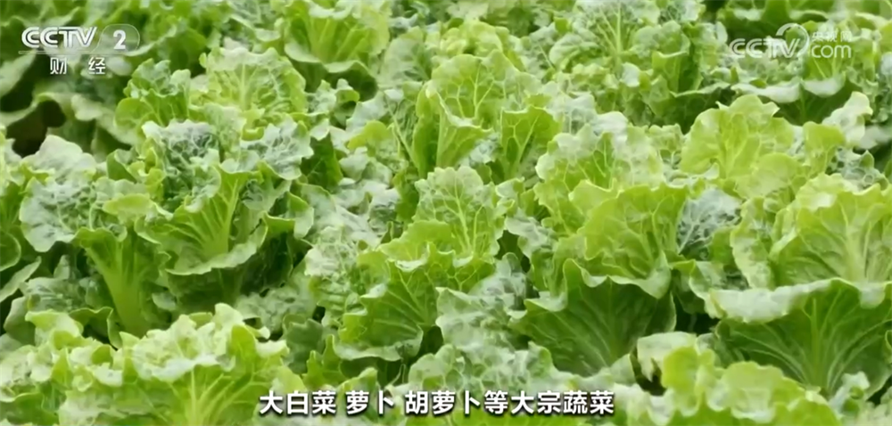 居民“菜篮子”货足价稳 能够有效保障元旦春节等重要节点供应(图2)