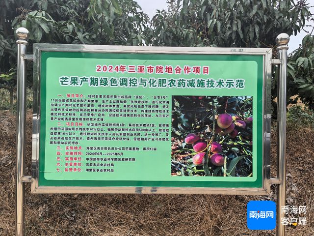 推广芒果产期绿色调控 科技赋能让三亚芒果别样甜(图2)