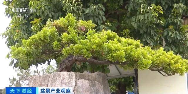 火多米体育下载了销量暴涨246%(图6)