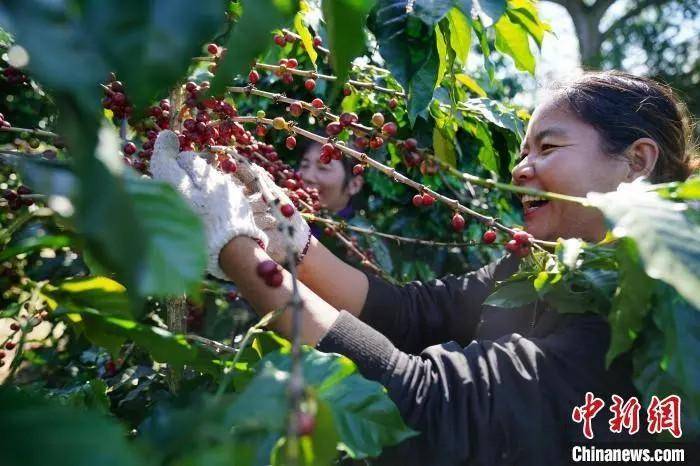 一座为茶命名的城市成了“多米体育平台中国咖啡之都”(图2)