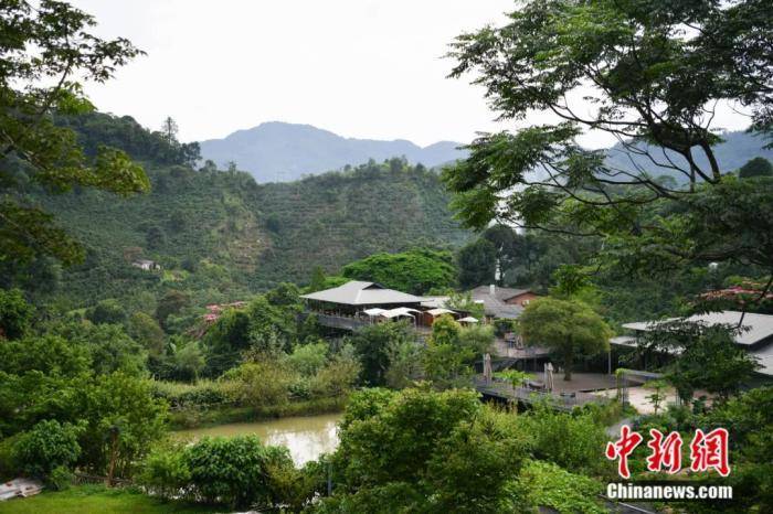 一座为茶命名的城市成了“多米体育平台中国咖啡之都”(图4)
