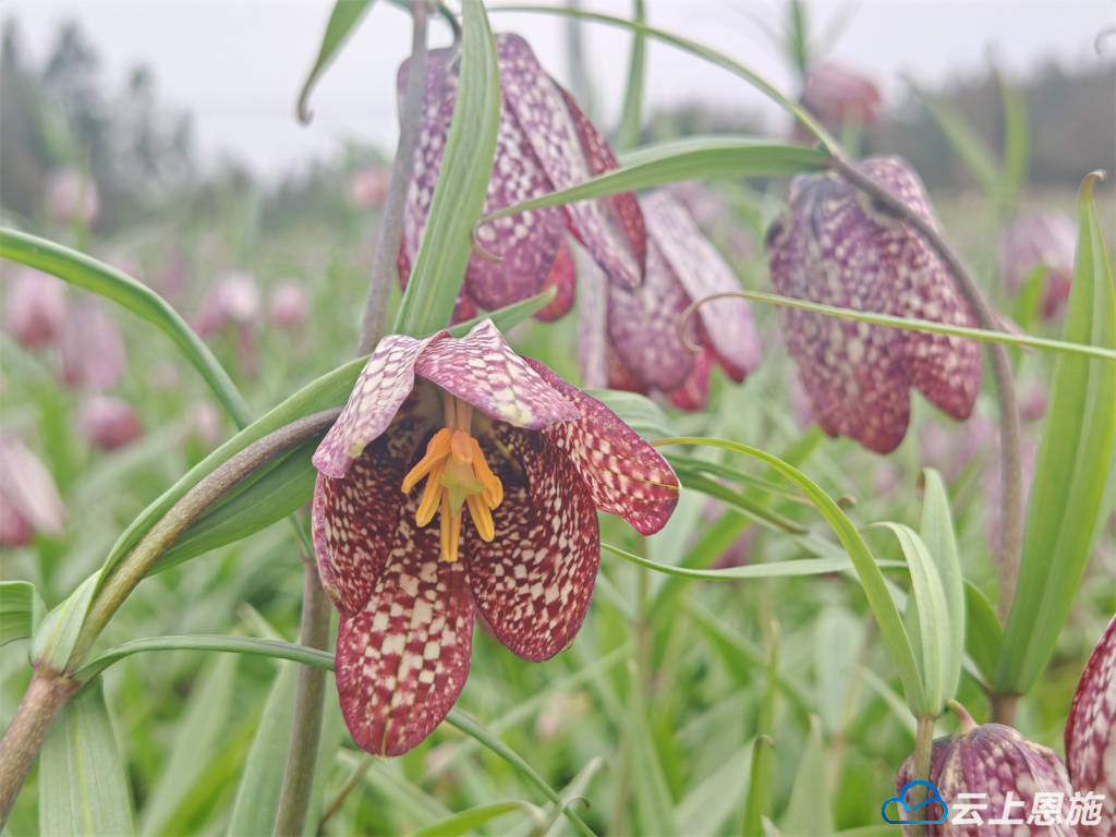 建始：田间开满“致富花”(图2)