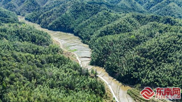 多米体育下载三明泰宁：水田披新绿 茭白种植正当时(图2)