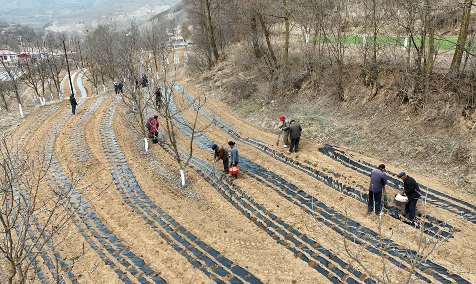 多米体育官网甘肃清水：田间药材种植忙 振兴路上药飘香(图2)