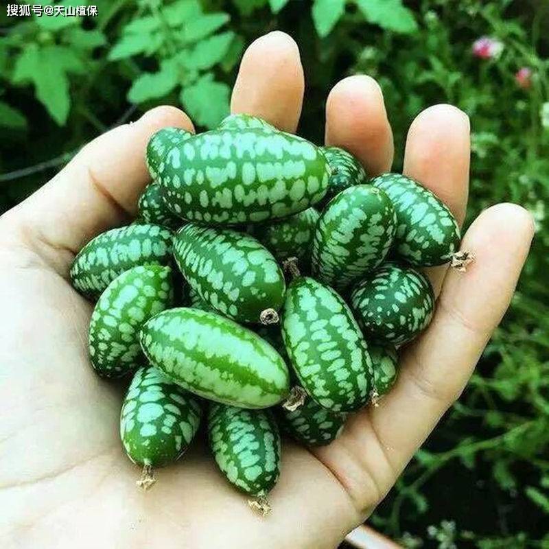 农业种植什么最赚钱？探索高收多米体育平台益种植项目(图4)