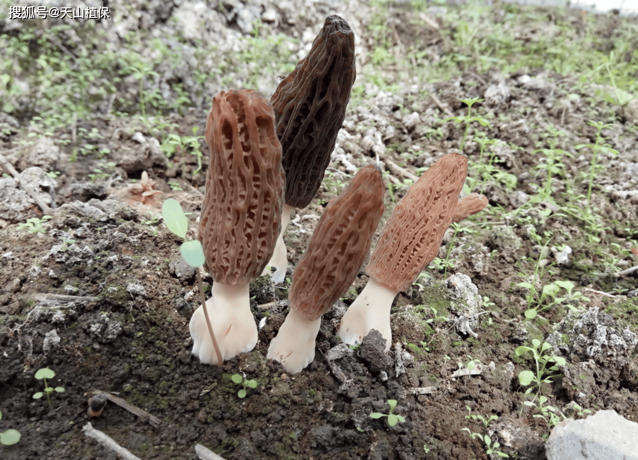 农业种植什么最赚钱？探索高收多米体育平台益种植项目(图2)