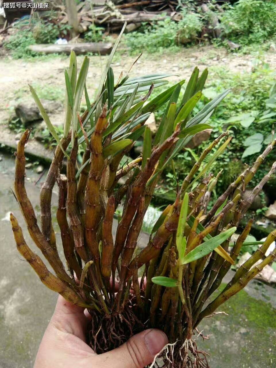 农业种植什么最赚钱？探索高收多米体育平台益种植项目(图3)