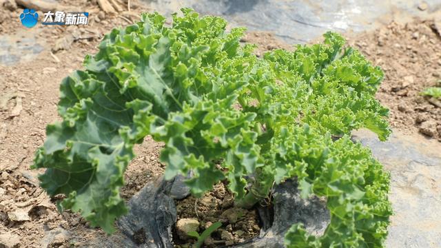新乡平原示范区：特色种植打造农谷“蔬菜小镇”多米体育下载(图2)