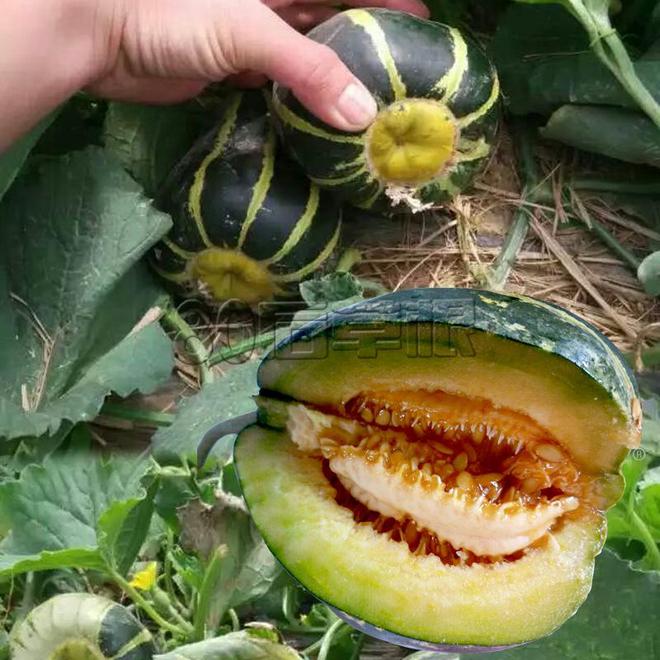 冰糖籽甜瓜种植时间揭秘：把握时机收获甜蜜(图3)