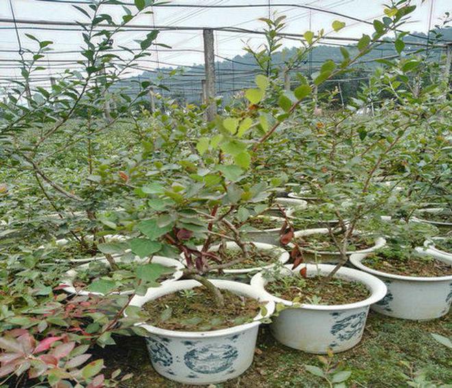 蓝莓种植时间大揭秘：把握时机收获莓好(图3)