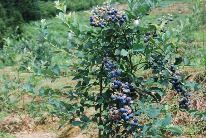 蓝莓种植时间大揭秘：把握时机收获莓好(图4)