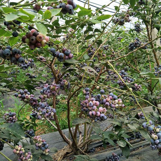蓝莓种植时间大揭秘：把握时机收获莓好(图5)