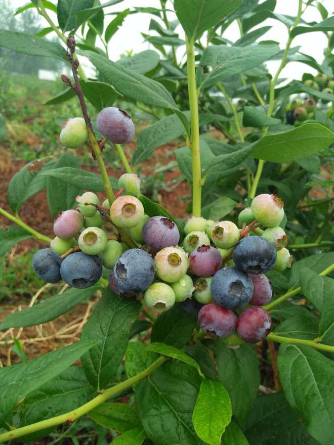 蓝莓种植时间大揭秘：把握时机收获莓好(图2)