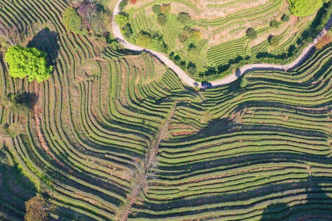 多米体育入口我市各地茶园进入春茶采摘季：茶园吐新绿 满山飘茶香(图1)