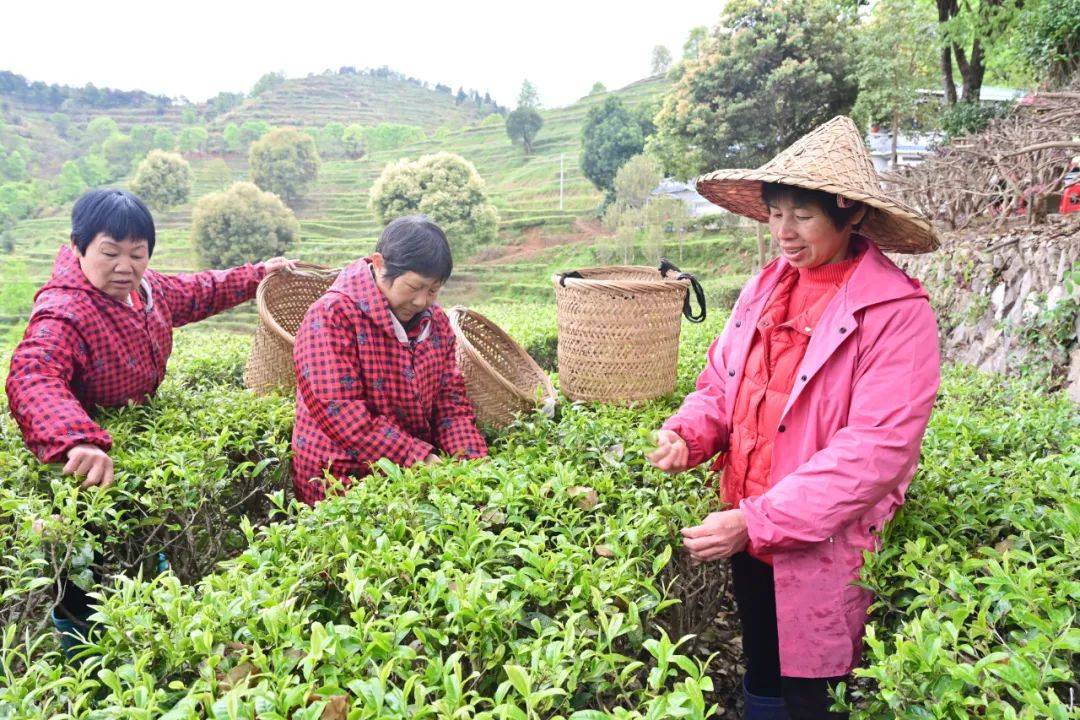 多米体育入口我市各地茶园进入春茶采摘季：茶园吐新绿 满山飘茶香(图2)