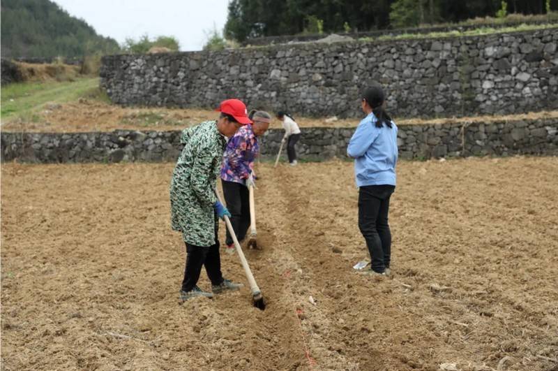 贵州沿河：2000余亩大豆玉米复合种植忙(图2)
