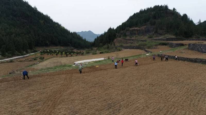 贵州沿河：2000余亩大豆玉米复合种植忙(图1)