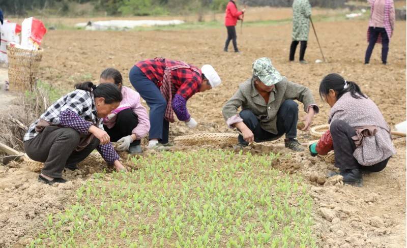 贵州沿河：2000余亩大豆玉米复合种植忙(图3)