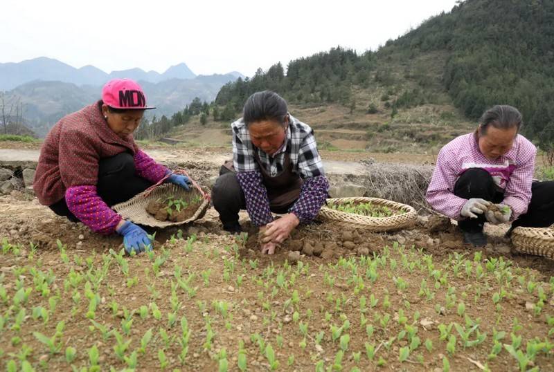 贵州沿河：2000余亩大豆玉米复合种植忙(图4)