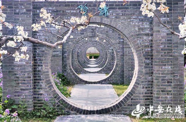 中安宿说：一棵树三世守望(图7)