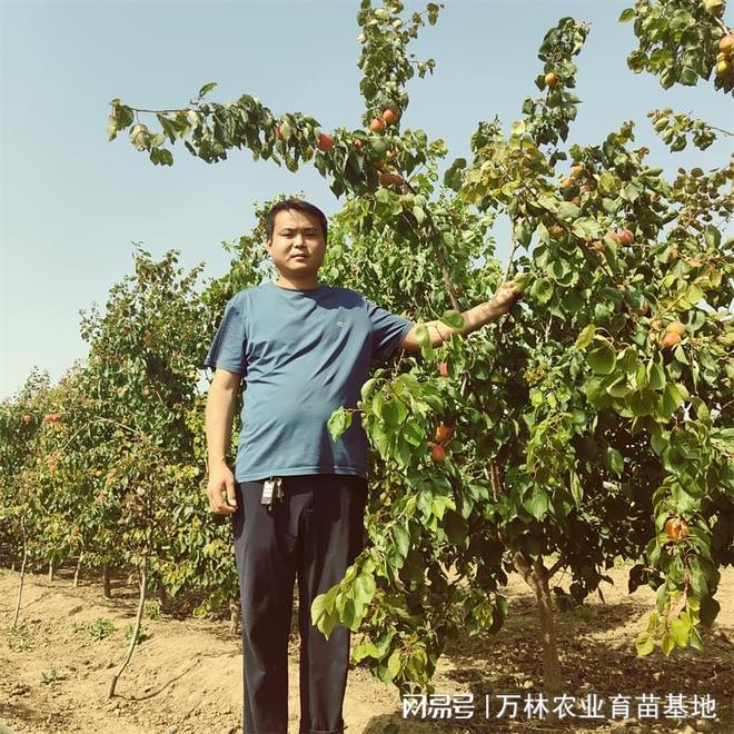次郎柿子苗种植技巧：提升经济效益与果实品质多米体育平台(图1)