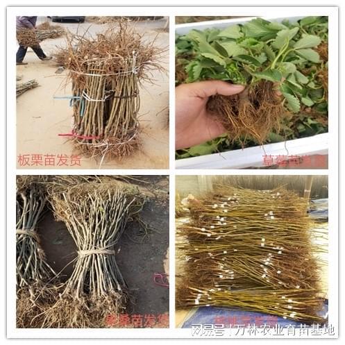 次郎柿子苗种植技巧：提升经济效益与果实品质多米体育平台(图2)