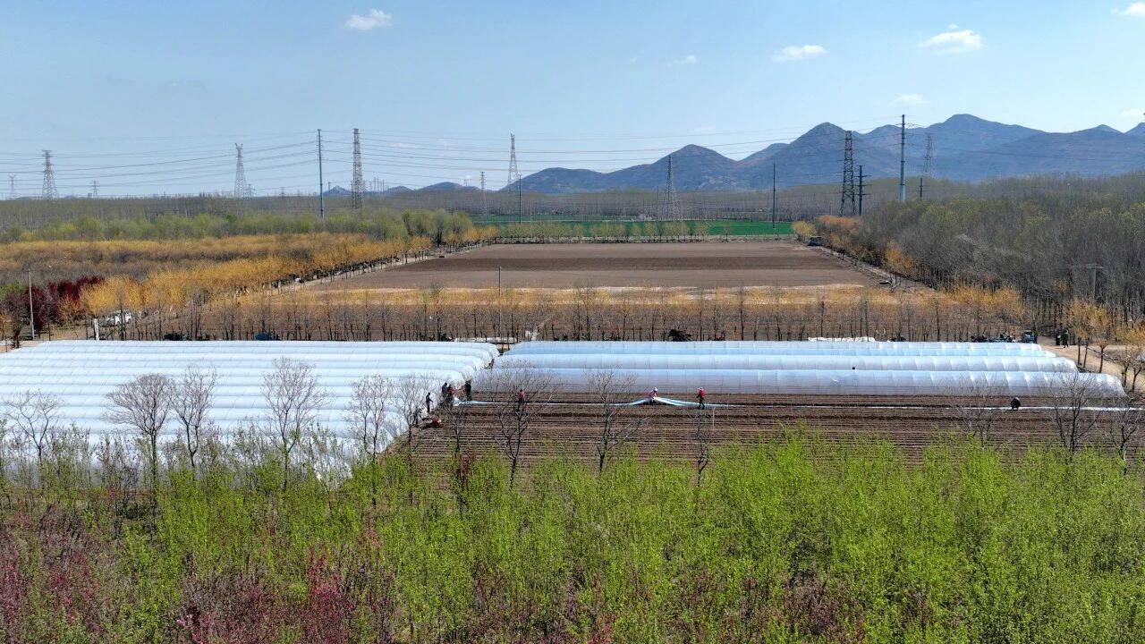 邹平：甘蔗种植新探索 甜蜜事业促增收(图1)