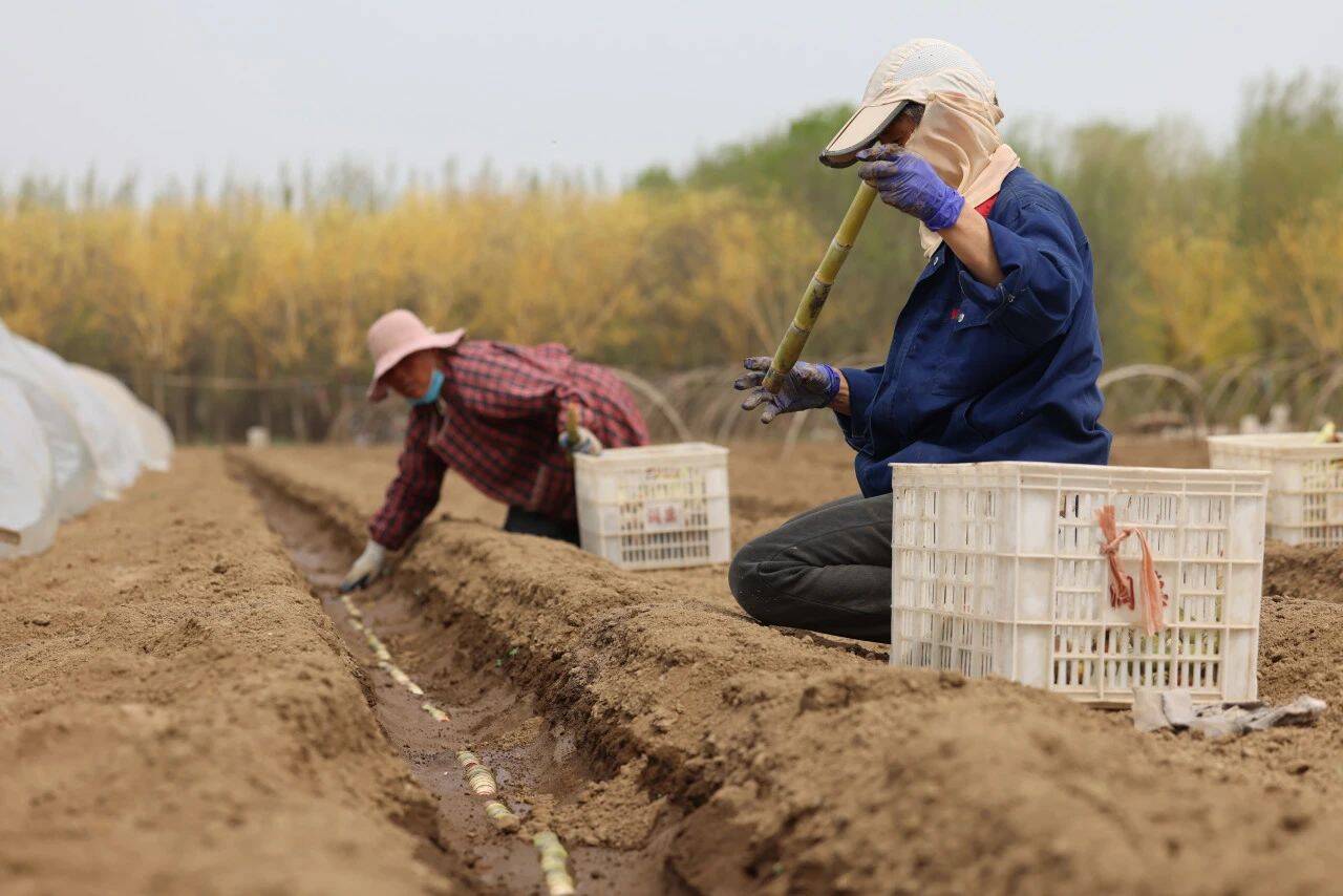 邹平：甘蔗种植新探索 甜蜜事业促增收(图2)