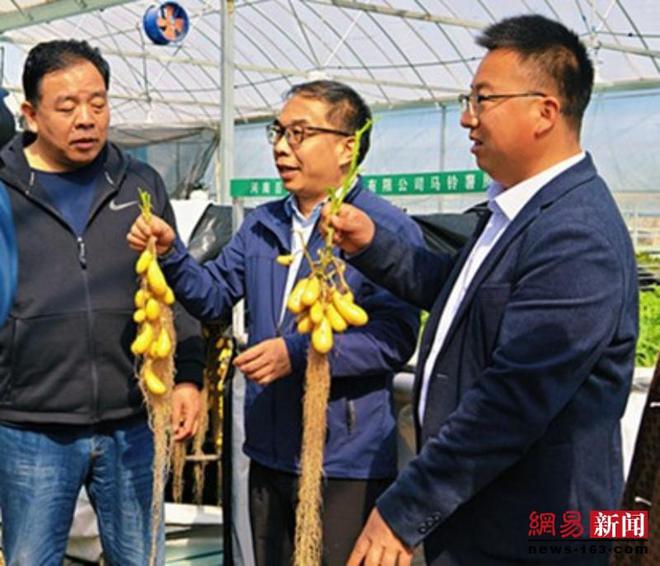 多米体育官网临颍：马铃薯空中培育新技术绽放光彩(图2)