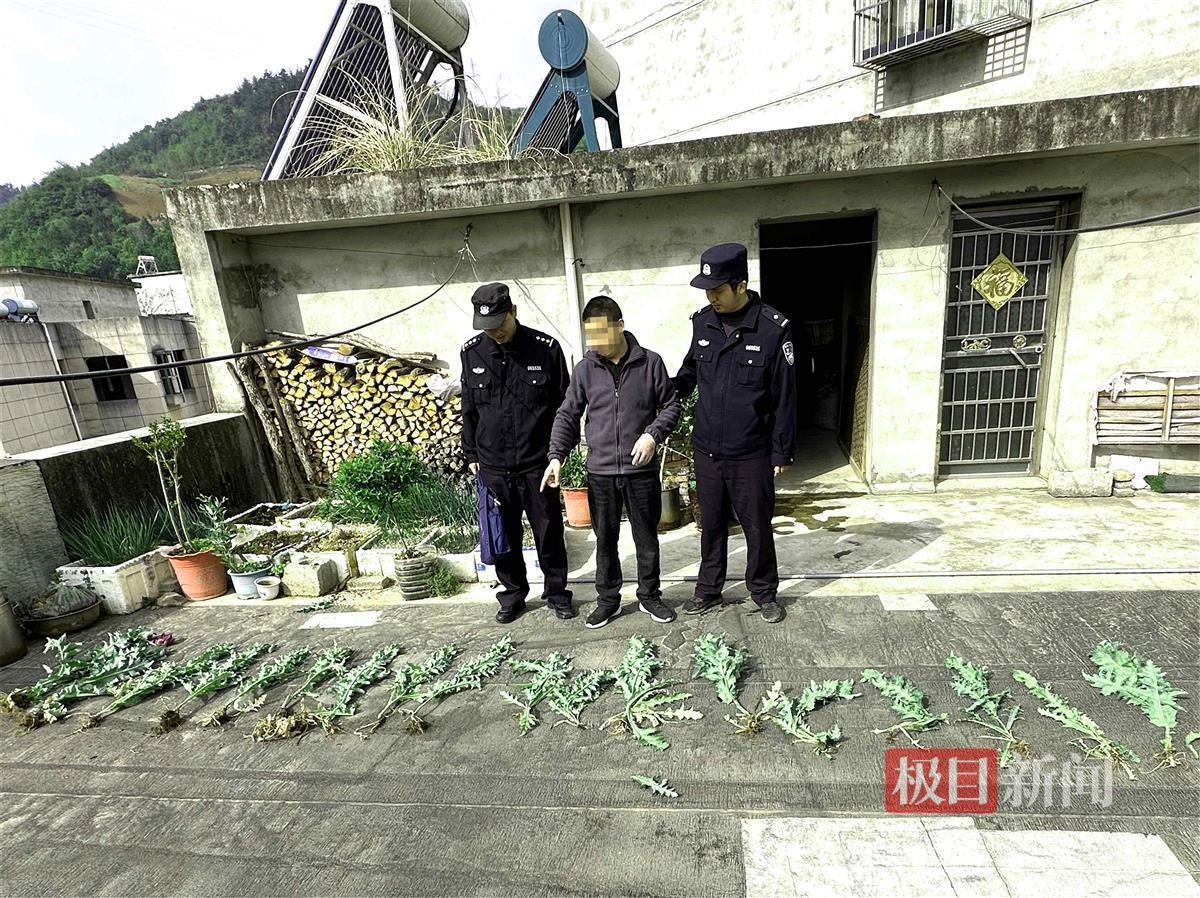多米体育下载听信罂粟能止痛 湖北一男子非法种植罂粟被拘留(图3)