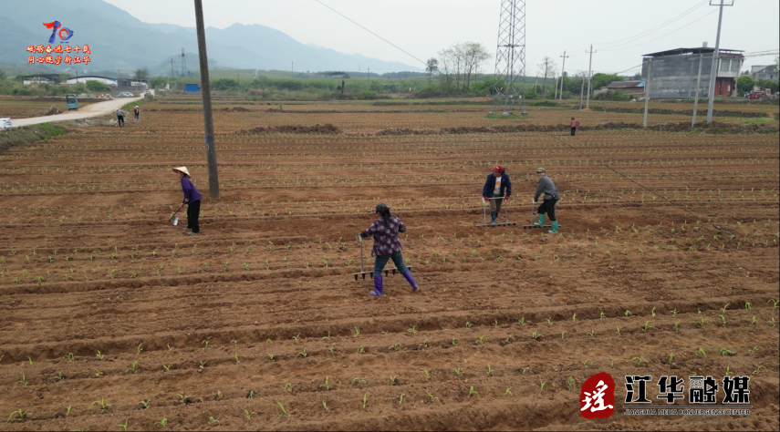 江华：试种双复合种植模式 探索农业增收新路径(图2)