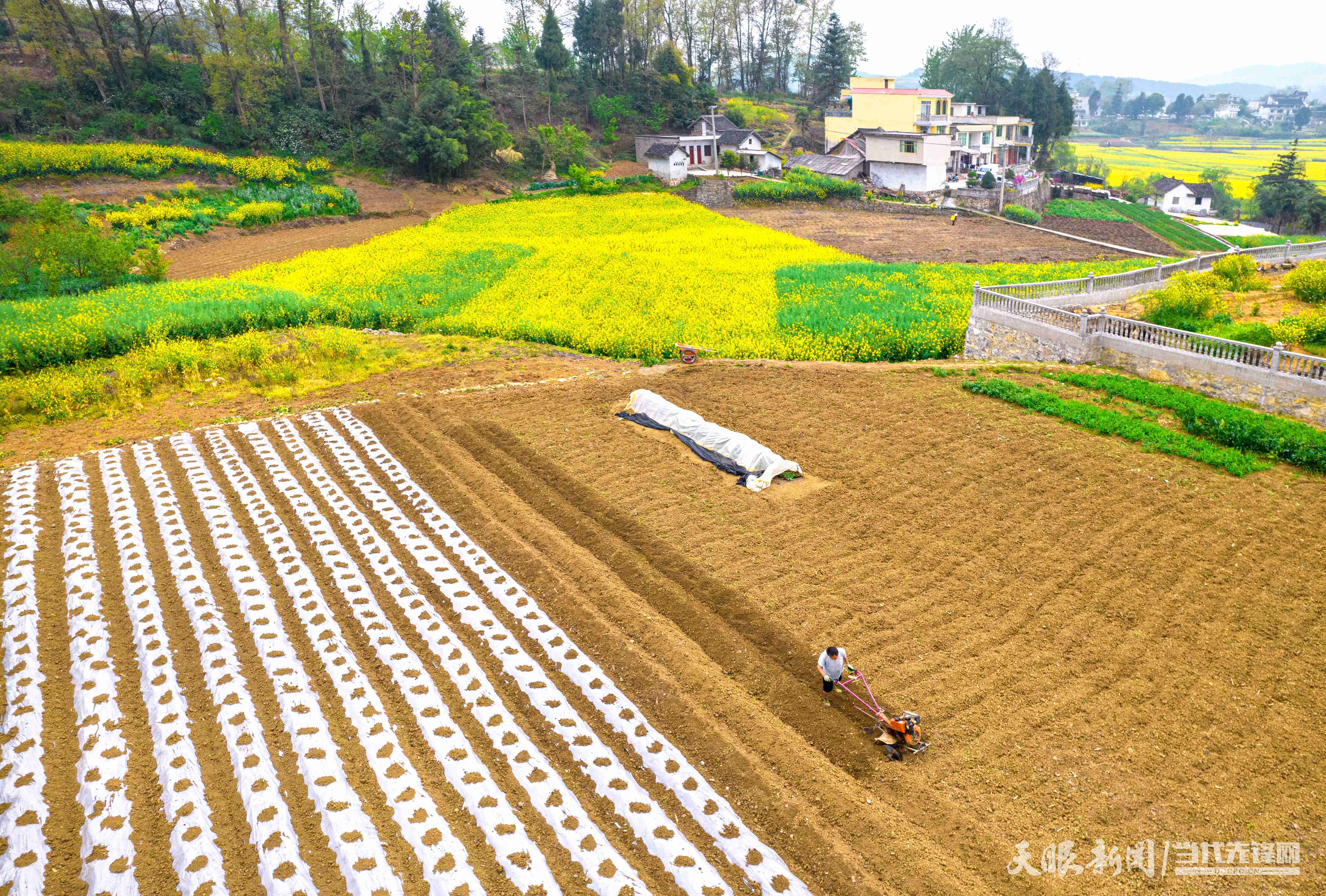 黔西：辣椒种植忙(图4)
