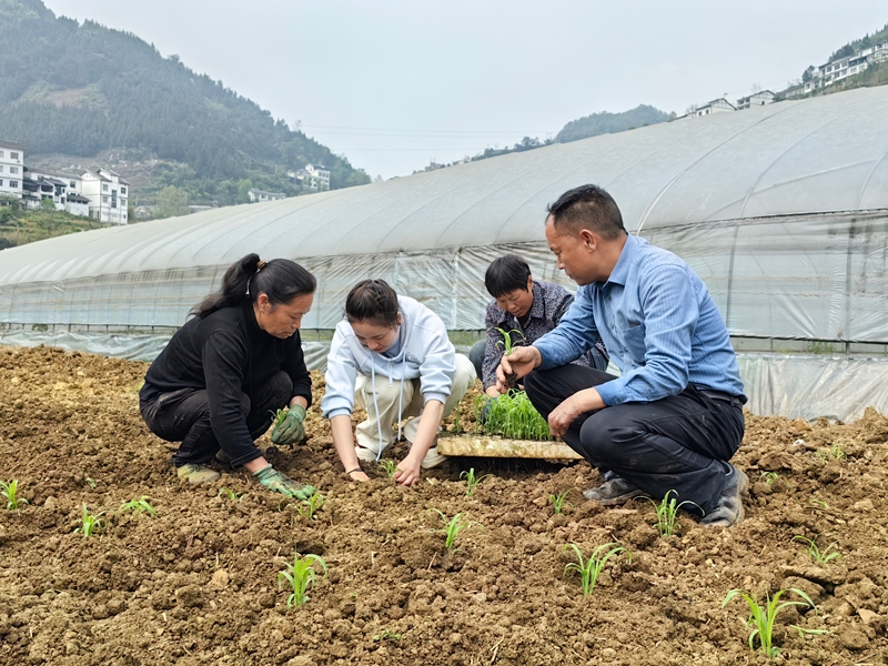 “良法+良田”仁怀茅坝镇：高粱移栽有保障(图2)