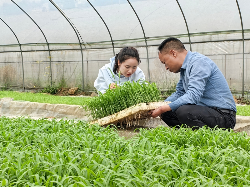 “良法+良田”仁怀茅坝镇：高粱移栽有保障(图4)