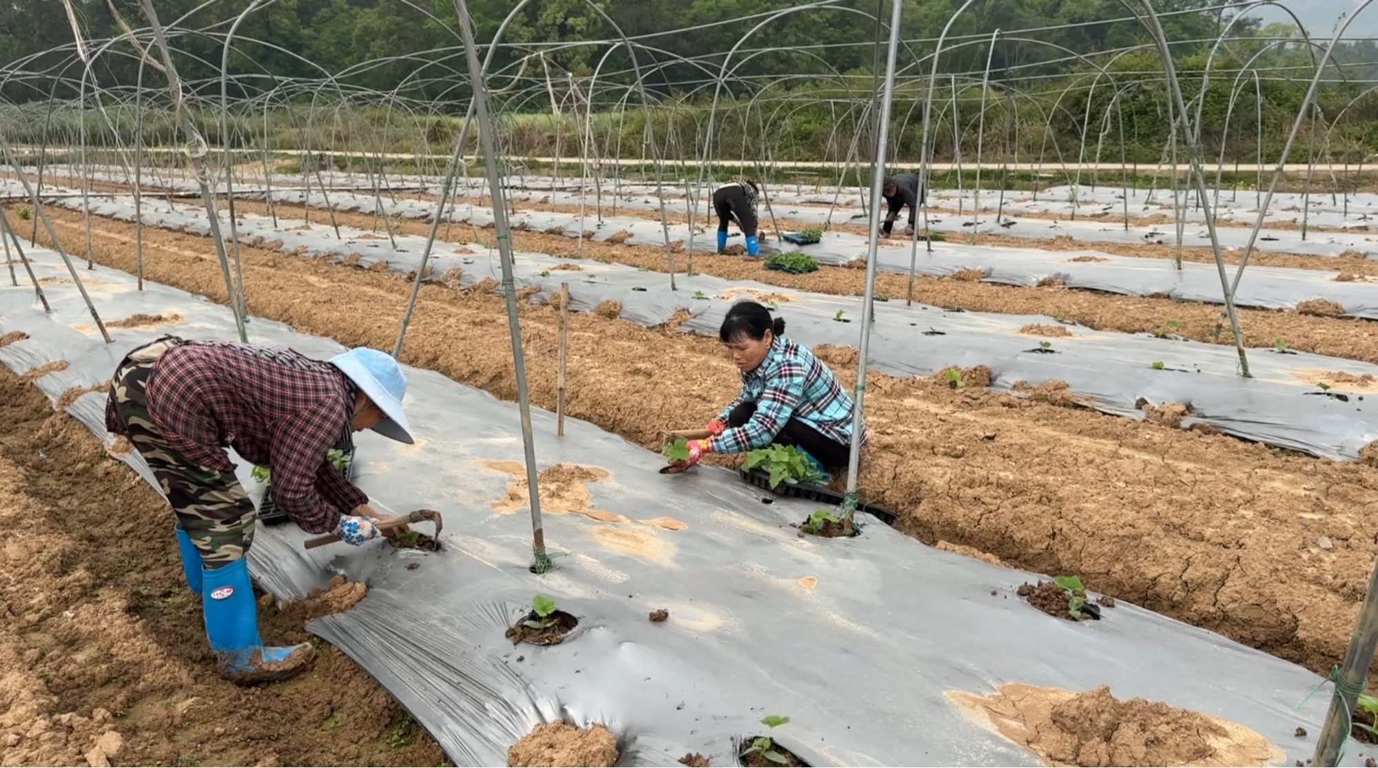 湖南江永：万象“耕”新时 供港蔬菜种植忙(图2)