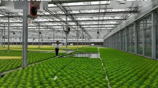 向天借地种好菜：无土栽培如何让1亩地赚出20亩的钱(图5)